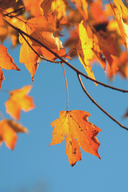 L’autunno è il momento perfetto per scegliere l’utile dall’inutile