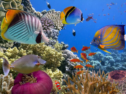 Arrecife de coral tropical