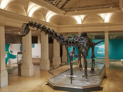 Dippy on Tour. Courtesy of Birmingham Museum and Art Gallery