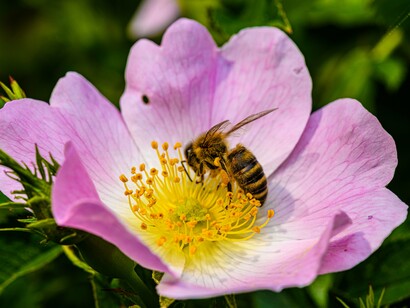Uma abelha percorre o interior de uma flor rosa enquanto coleta alimento. Entre voos sucessivos e visitas a diferentes flores, esses insetos estabelecem uma conexão invisível entre a biodiversidade vegetal e a continuidade dos ciclos naturais