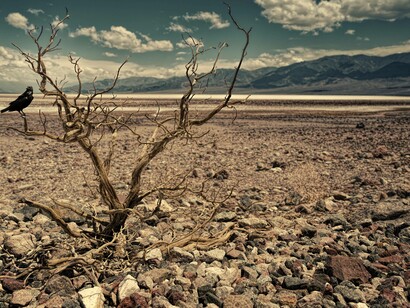 Dead tree representing a drought