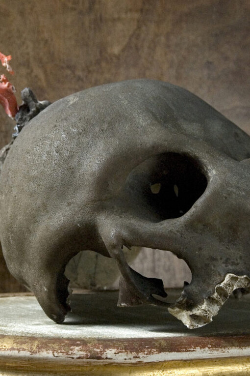 Historical Gallery. Courtesy of Museo di Storia Naturale