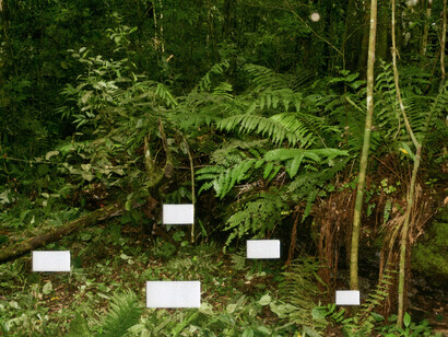 Postcards from Brazil. Courtesy of Casa Nova Arte e Cultura Contemporanea