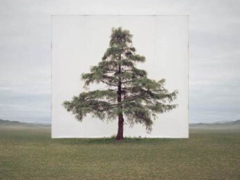 Tree... Courtesy of Yossi Milo Gallery