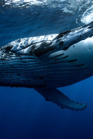 Humpback Whale © Joshua Barton