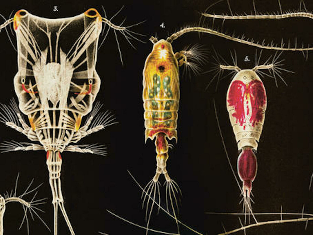 Opulent Oceans. Courtesy of American Museum of Natural History