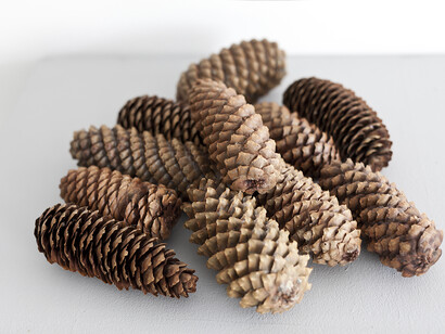 Ruth Ewan, Pine Cones