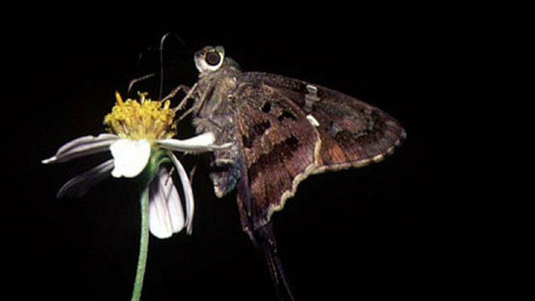 The Butterfly Conservatory. Courtesy of American Museum of Natural History