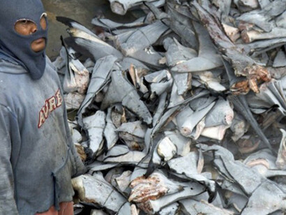Shark fins