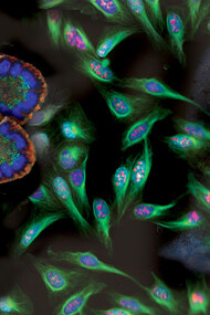 Cell Growth and Differentiation