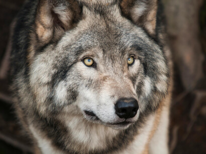 A specimen of the largest canines in the world, grey wolves