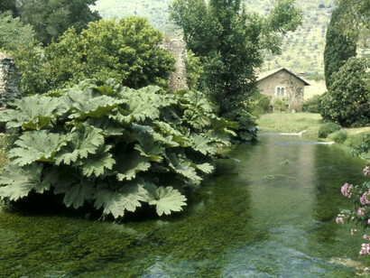 Vegetazione sul corso d'acqua