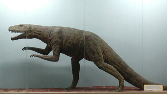 Salas de Paleontología. Courtesy of Museo de La Plata