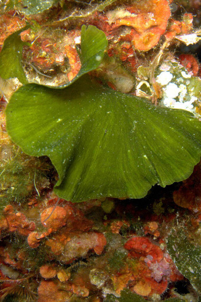 Alga verde Ventaglio