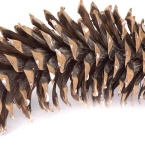 Botany. Courtesy of Royal BC Museum