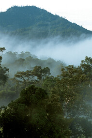 Foresta del Borneo
