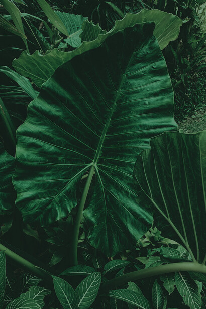 Em "As formas claras", a poesia de Alexandre Melo reflete a beleza da natureza e da contemplação, apresentando uma conexão entre o cotidiano e o transcendente