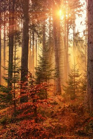 Bosco in autunno 