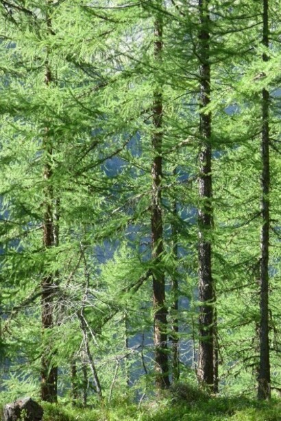 Val di Rhemes, Parco del Gran Paradiso