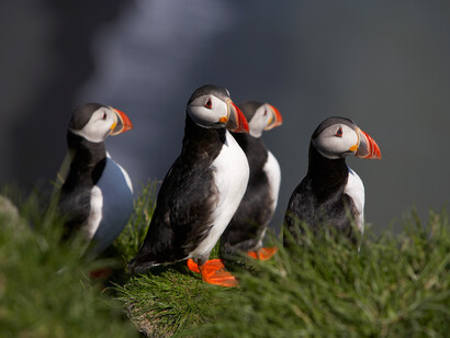 Puffin Birds in Iceland