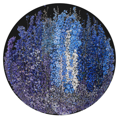 Sasha Sykes, Joy (delphiniums). Courtesy of Voltz Clarke Gallery