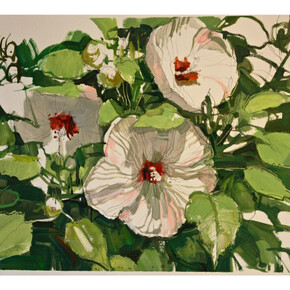 Francis Sills, Hibiscus Blooming, 2014, oil and graphite on Arches paper, 15 x 22 inches, 20 x 27 inches (framed)