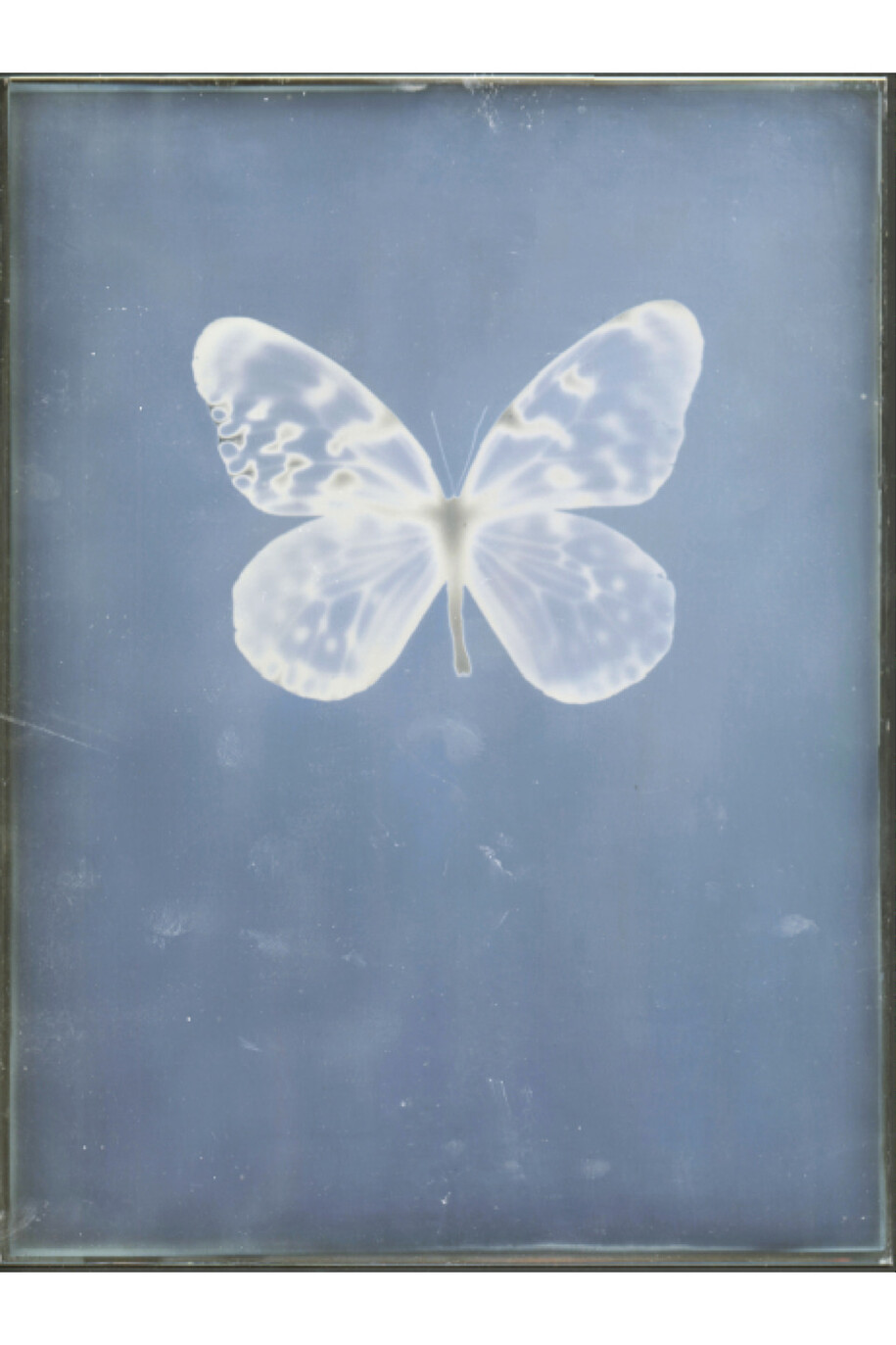 Untitled (unique), 2009, Daguerreotype © Adam Fuss