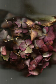 M. Nardone 2016 - Nature morte par scanner fleur mauve - 30x30 cm - Chromaluxe - éd. 8