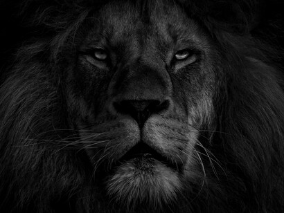Bellezza animale