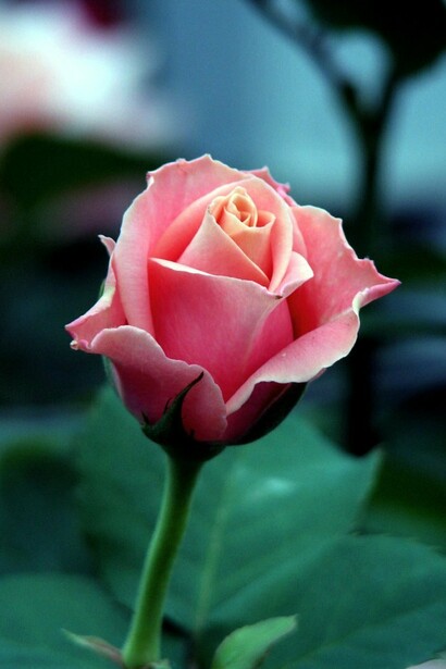 Rosa, simbolo d'amore