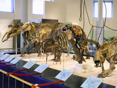 Hall of Primitive Mammals. Courtesy of American Museum of Natural History