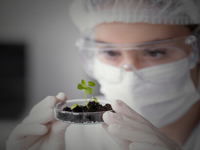 The process of genetic engineering in agriculture, with a scientist using a syringe on a tomato to highlight gmo crop development