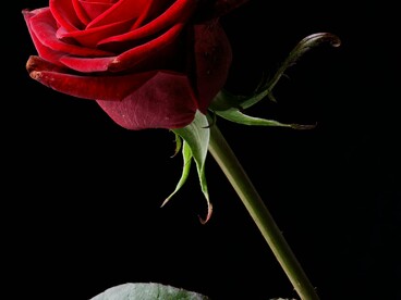 Naquela noite, Matilda levou a mãe para jantar no melhor restaurante da cidade. Elas riram sobre taças de vinho de um jeito que nunca tinham rido; falaram sobre o passado, brincaram sobre os irmãos de Matilda e seu pai