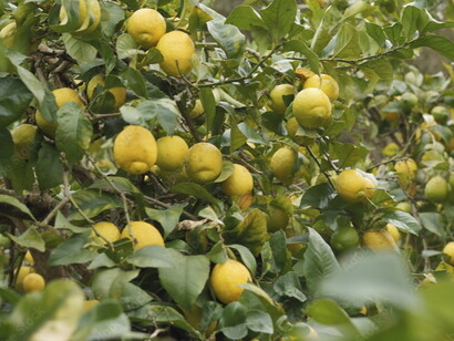 España es lider mundial en la exportación de cítricos por lo cual es necesaria una agricultura de precisión, digitalización y sostenibilidad