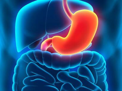Le funzioni dell'intestino