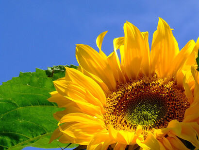 Girasole d'estate