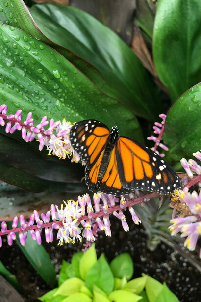 Papillons en vol, vue de l'exposition. Avec l'aimable autorisation du Musée canadien de la nature