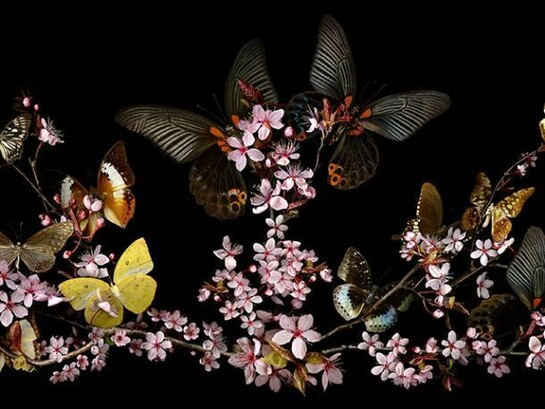 Allan Forsyth, Pull Through II, 2010, C-Type photographic print, Diasec, Edition of 25, 228 x 76 cm, © Allan Forsyth. Courtesy the artist