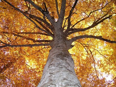 Oro naturale