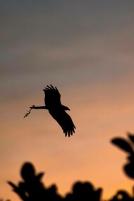 The mandarin's bird soaring in the sunset sky
