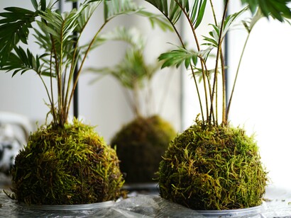 Kokedama. Benefici delle piante per la salute mentale: un'opportunità per il benessere