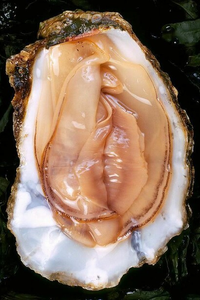 Ostrica appena aperta