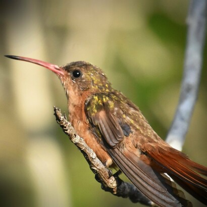 Amazilia rutila (Colibrí canelo), habita, del lado del Pacífico, en México desde Sinaloa hasta el noreste de Costa Rica y del lado de Atlántico desde la Península de Yucatán, Belice, hasta el norte de Honduras
