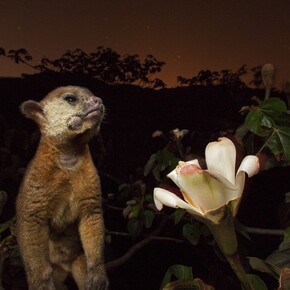 Christian Ziegler/National Geographic
Panama
Il muso cosparso di polline di questo cercoletto tradisce una scorpacciata notturna su un
albero di balsa.
