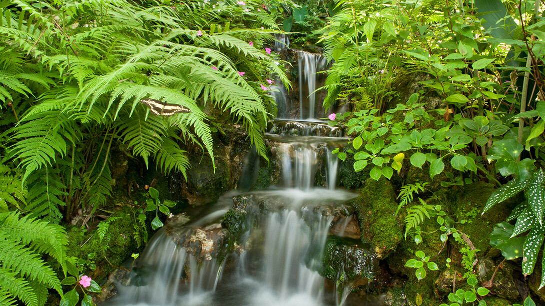 Butterfly Rainforest. Courtesy of Florida Museum of Natural History 