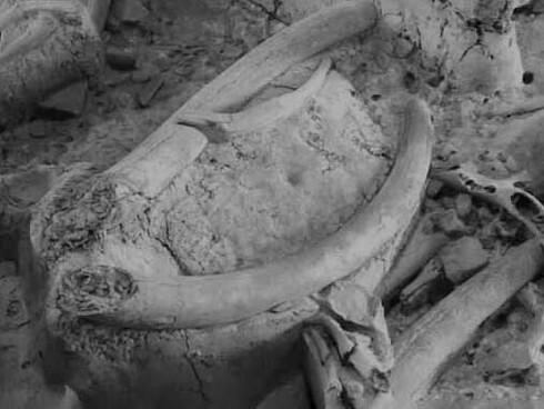 Gli autori degli strumenti erano Neanderthal che all'epoca vivevano nell'area e usarono in particolare le zanne di un elefante dalle zanne dritte, Palaeoloxodon antiquus