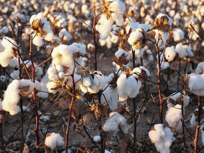 The landscape of forced labor and resistance, where countless enslaved people toiled