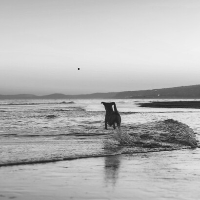Canina corriendo para jugar en el agua