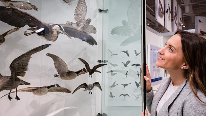 Bird Gallery. Courtesy of Canadian Museum of Nature 