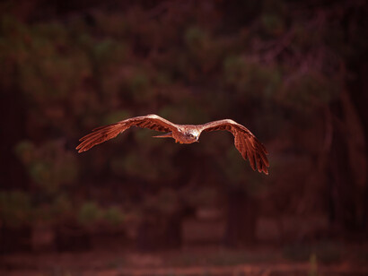 Birdwatching a Campo Felice, Abruzzo, Italia. ll birdwatching nel parco è un'esperienza straordinaria per gli amanti degli uccelli e della natura